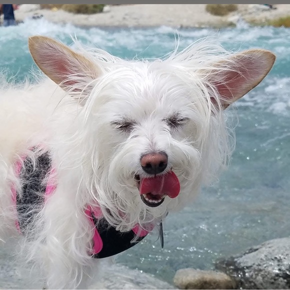 Meet your Posher, Posh - Picture 16 of 16